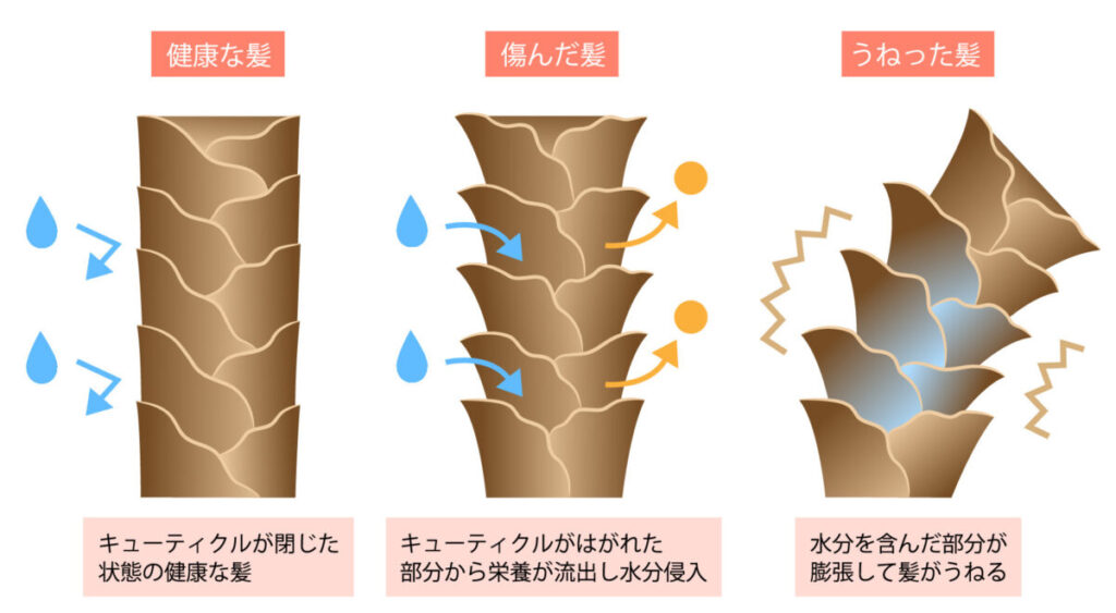 ダメージ毛の状態