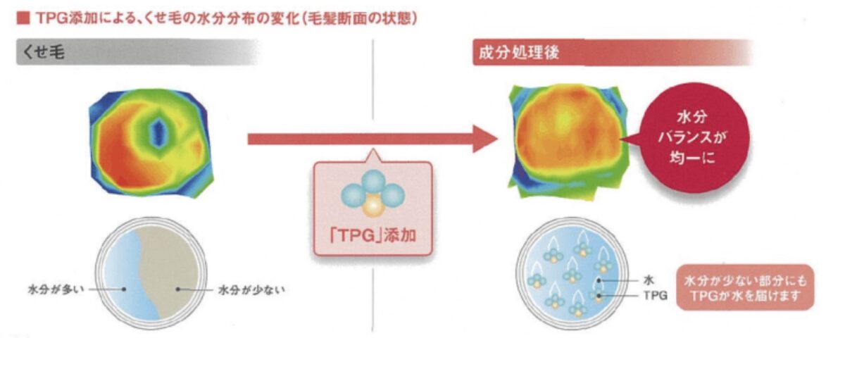 くせ毛の髪内部の構造